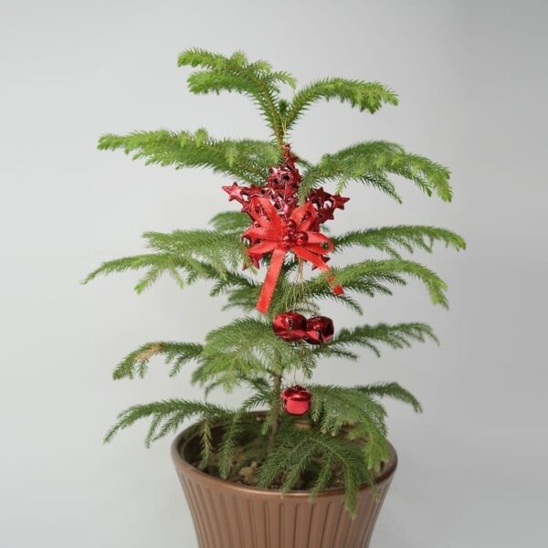Christmas Star Shaped Red Bell Decoration Hanging